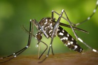 Caso di dengue importato, scattato il piano di disinfestazione